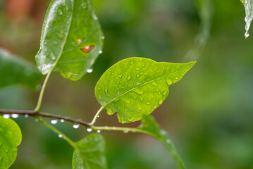 Water drops on green leaves. Finland