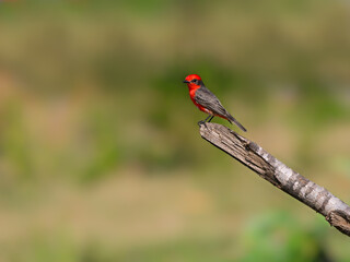 Vermilion Flycatcher perched on dead tree branch in Pantanal, Brazil