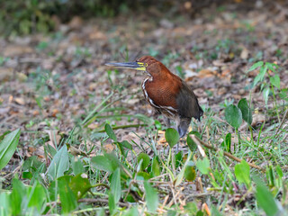 Rufescent Tiger-Heron foraging in green vegetation, portrait