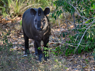South American tapir portrait, also commonly called Brazilian, Amazonian, maned, lowland and anta tapir