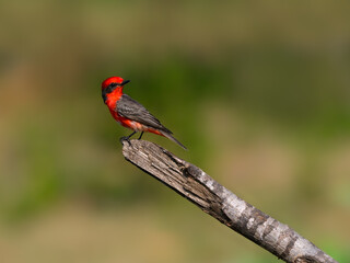 Vermilion Flycatcher perched on dead tree branch in Pantanal, Brazil