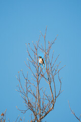 bird on a tree