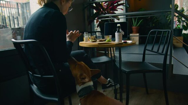 Young woman sit in cafe, eat breakfast and drink coffee, her pet basenji dog demands attention, bored from spending time inside. Cute dog nudges owner for some snacks or to go outside