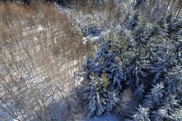  Snow-covered young beech and spruce forest. View from above. Hostyn hills. Czechia.