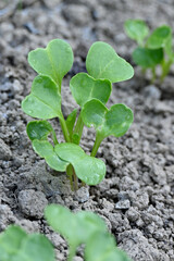 closeup the bunch small green ripe radish plant with soil in the farm soft focus natural green brown background.