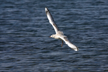 Patagonische Kokmeeuw, Brown-hooded Gull, Chroicocephalus maculipennis