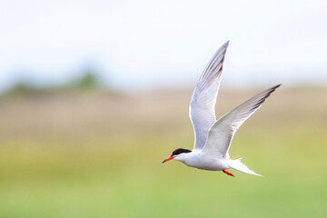 Fototapeta premium Common Tern, Sterna hirundo