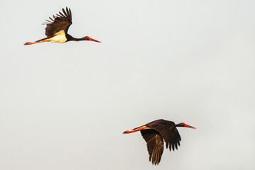 Black Stork, Ciconia nigra