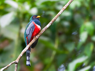Maskertrogon, Masked Trogon, Trogon personatus