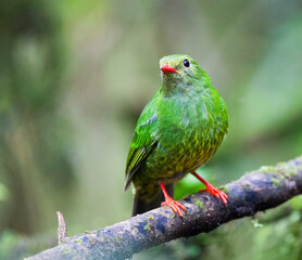 Groen-zwarte Cotinga, Green-and-black Fruiteater, Pipreola riefferii