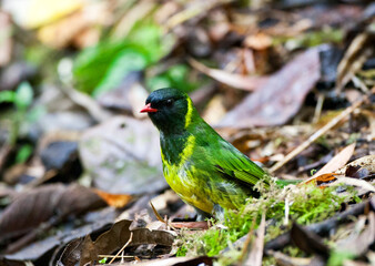 Groen-zwarte Cotinga, Green-and-black Fruiteater, Pipreola riefferii