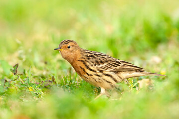 Roodkeelpieper, Red-throated Pipit, Anthus cervinus