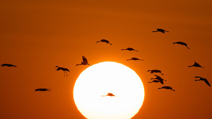 Common crane (Grus grus)