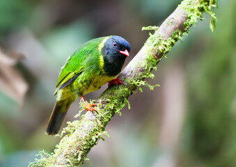 Groen-zwarte Cotinga, Green-and-black Fruiteater, Pipreola riefferii