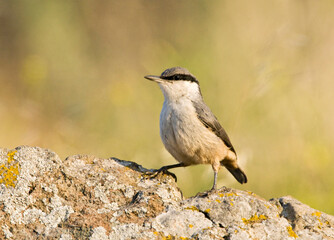 Rotsklever, Western Rock Nuthatch, Sitta neumayer