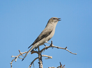 Townsend-solitaire; Townsends solitaire; Myadestes townsendi