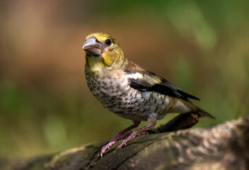 Appelvink, Hawfinch, Coccothraustes coccothraustes