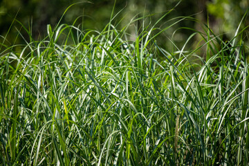 Plants flowers and trees, natural nature background.