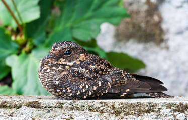 Vleugelbandnachtzwaluw, Band-winged Nightjar, Systellura longirostris
