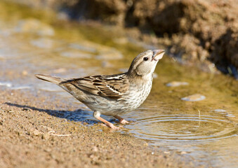 Spaanse Mus, Spanish Sparrow, Passer hispaniolensis