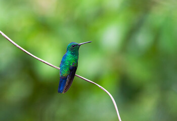 Blauwbuikamazilia, Steely-vented Hummingbird, Amazilia saucerottei