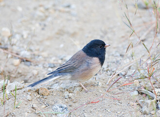 Grijze Junco, Oregon Dark-eyed Junco, Junco hyemalis oregonus