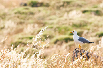 Yellow-legged Gull, Larus michahellis michahellis