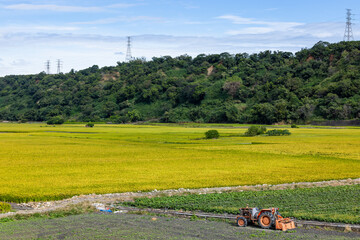 Fototapeta na wymiar Yellow rice field in Waipu of Taichung