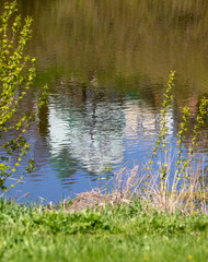 Plants flowers and trees, natural nature background.