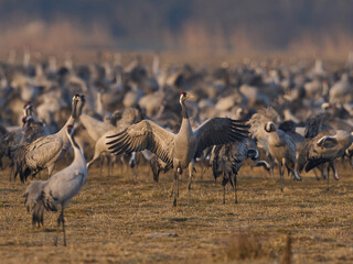 Common crane (Grus grus)