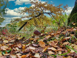 mushroom on the river bank