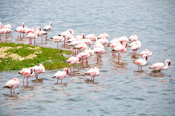 Naklejka premium Namibia Flamingos. Group of Pink Flamingos Birds near Walvis Bay, the Atlantic Coast of Namibia. Skeleton Coast. Africa. 