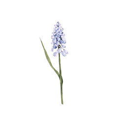 Obraz premium Watercolor muscari flower clipart. Spring png illustration. Tender floral bloom.