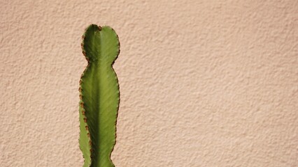 cactus against pastel wall background