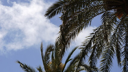 palm tree leaves against cloudy sky