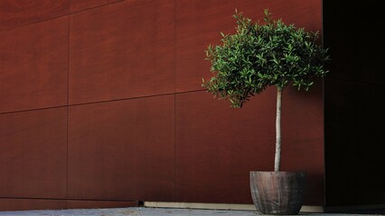 potted olive tree on modern building facade - obrazy, fototapety, plakaty