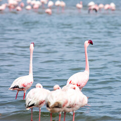 Namibia Flamingos. Group of Pink Flamingos Birds near Walvis Bay, the Atlantic Coast of Namibia. Skeleton Coast. Africa. 