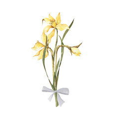 Watercolor narcissus clipart. Spring illustration.