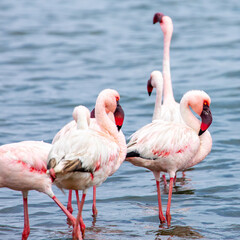 Namibia Flamingos. Group of Pink Flamingos Birds near Walvis Bay, the Atlantic Coast of Namibia. Skeleton Coast. Africa. 