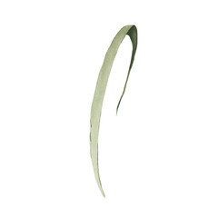 Watercolor narcissus leaf clipart. Spring illustration.