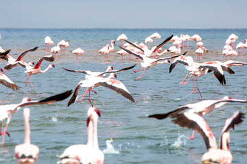 Obraz premium Namibia Flamingos. Group of Pink Flamingos Birds near Walvis Bay, the Atlantic Coast of Namibia. Skeleton Coast. Africa. 