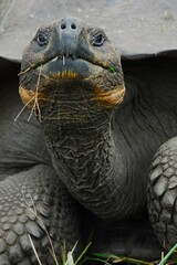 Obraz premium Galapagos Tortoise, Santa Cruz Island, Galapagos Island