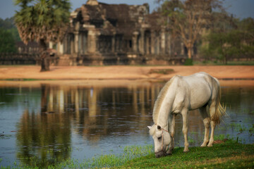 Horse around the grounds of Angkor Way, Cambodia. - obrazy, fototapety, plakaty