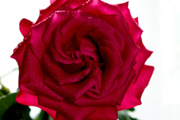 A beautiful red rose flower with water drops on the petals in bright light behind the flower