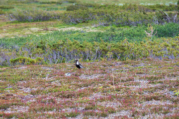 Golden plower on flatruet Sweden.
