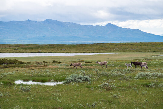 Reindeers on flatruet fell.