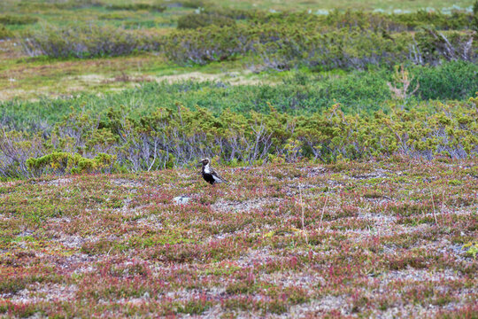 Golden plower on flatruet Sweden.