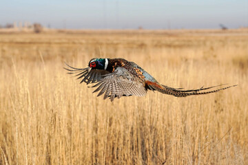 Rooster - Pheasant - Flight