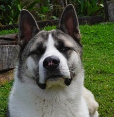 portrait of a white dog