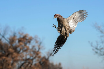 Ring-necked Pheasant - Hen - Flight
